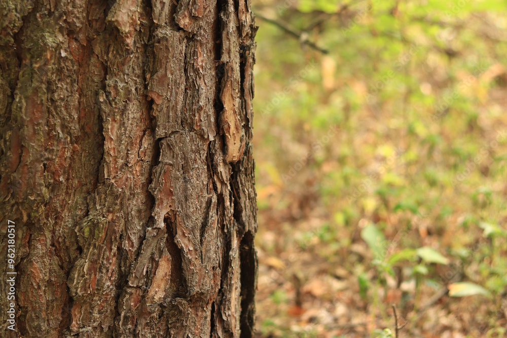 Pine tree, bark close-up. Close-up of pine bark in the forest for a natural background. Nature. Details. Focus on pine tree trunk with blurred background Pine tree, bark close-up. Close-up of pine bark in the forest for a natural background. Nature. Details. Focus on pine tree trunk with blurred background