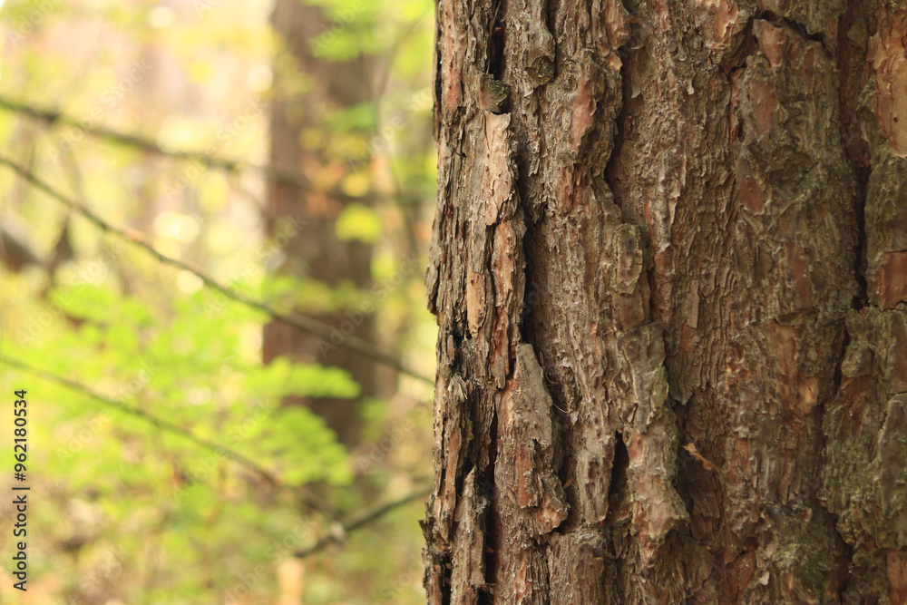 Pine tree, bark close-up. Close-up of pine bark in the forest for a natural background. Nature. Details. Focus on pine tree trunk with blurred background Pine tree, bark close-up. Close-up of pine bark in the forest for a natural background. Nature. Details. Focus on pine tree trunk with blurred background