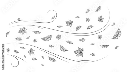 Autumn Leaves Outline Sketch Blown by a Cold Gust of Wind. Hand Drawn Oak and Maple Leaf Carried During Windy Weather. Vector Line Doodle Illustration Isolated