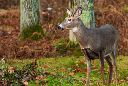 Deer in the Woods