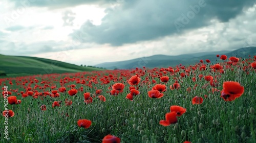  Red flowers dotted hill, cloudy sky above green grass