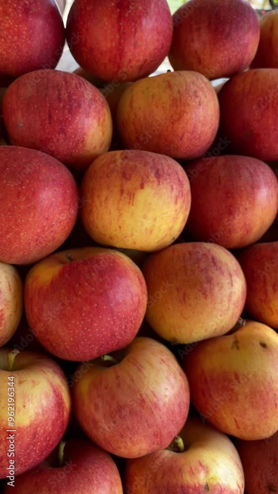 Fresh Newly Arrived Apples in a Fruit Shop Fresh Newly Arrived Apples in a Fruit Shop