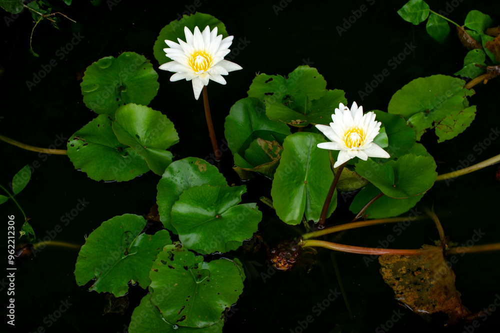 Blooming White and Purple Thai Lotus Blooming White and Purple Thai Lotus