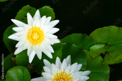 Blooming White and Purple Thai Lotus