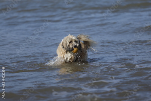 dog in water Tibetan terrier at the seaside