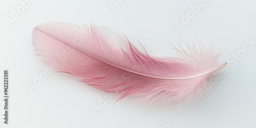 A light pink feather with a gentle curve, standing out sharply against the white background, showcasing its subtle details.