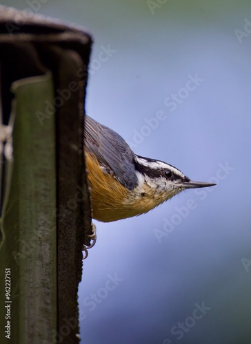 red-breasted nuthatch photo