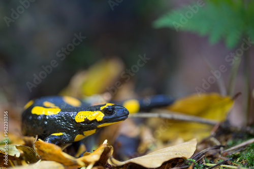 Salamandra