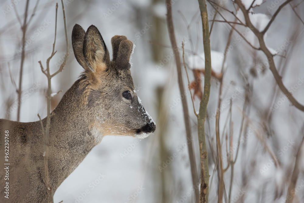 Sarna, kozioł, koziołek