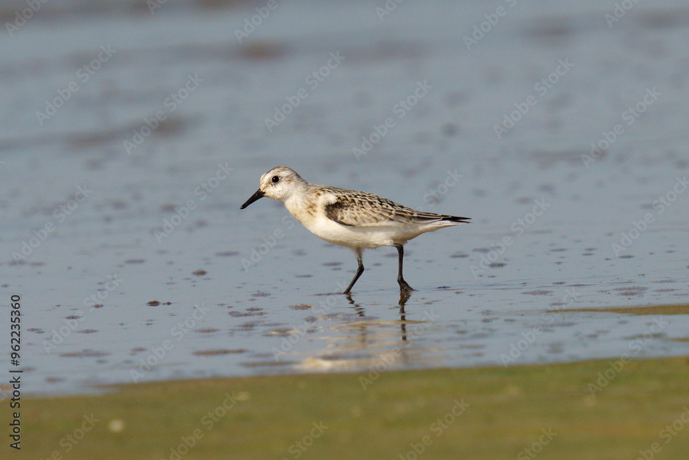 The sandpiper searches for food on the coast against the backdrop of beautiful waves. The sanderling (Calidris alba) is a small wading bird. The sandpiper searches for food on the coast against the backdrop of beautiful waves. The sanderling (Calidris alba) is a small wading bird.