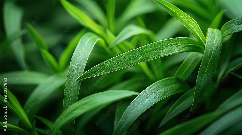 Fototapeta premium A sharp focus on a lush green plant with glistening water droplets on its leaves, set against a softly blurred background
