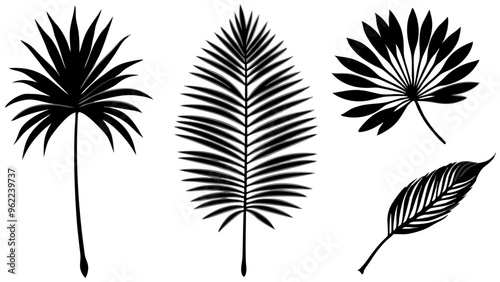 Set of  Beautiful palm tree leaf silhouette on white background photo