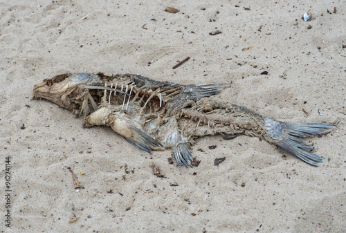 Skeleton of dead fish lying washed up on sandy beach. Decaying fish on the river shore. Bones and fossil animal. photo