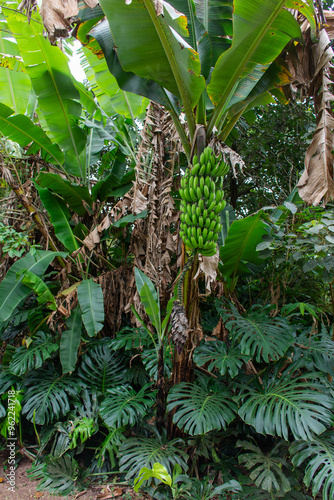 Wallpaper Mural Bananeira com cacho pronto para colheita Torontodigital.ca