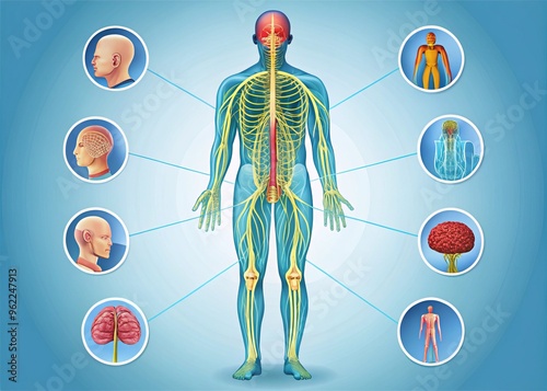 infographic design of nervous system systems photo