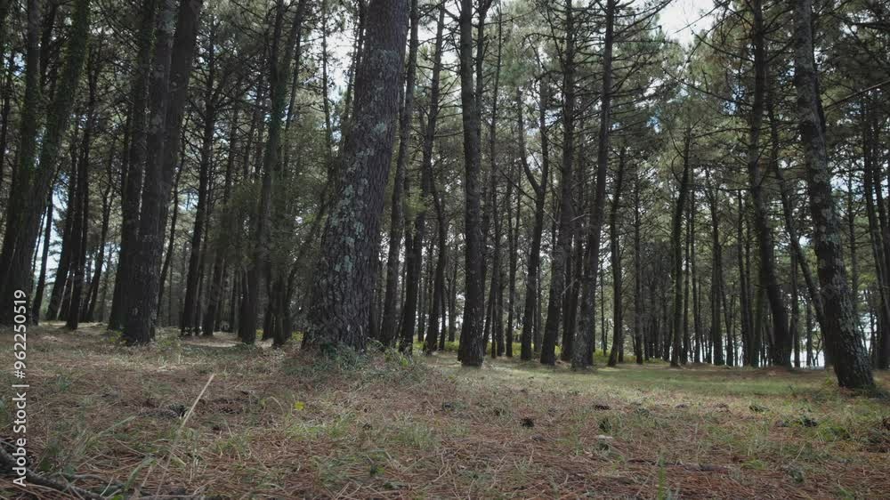 Low angle shot of a pine forest. Sunlight Sunbeams Through Woods In the woodland. Slider shot Low angle shot of a pine forest. Sunlight Sunbeams Through Woods In the woodland. Slider shot