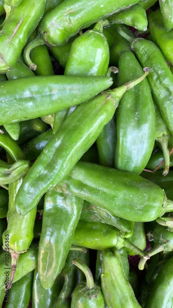 Beautiful View of Green Chillies Hari Mirchi Beautiful View of Green Chillies Hari Mirchi