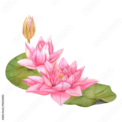 Lotus Flowers. Hand drawn Watercolor illustration of tropical pink waterlily and green leaves on isolated background. Buds water lily on isolated background. Botanical drawing for spa or Zen design