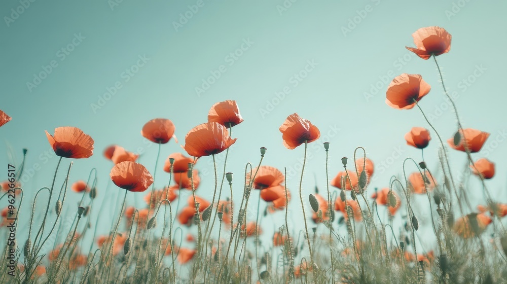 Obraz premium Detailed view of a poppy field with vibrant red flowers swaying in the wind, against a clear sky