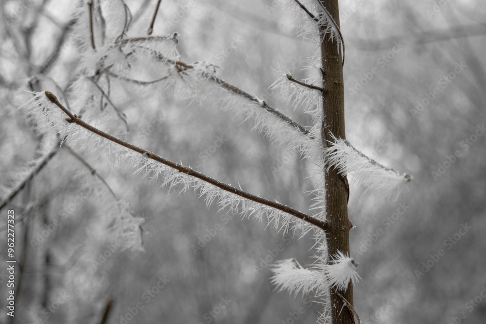 Obraz premium Gefrorener Ast von einem Baum im Winter