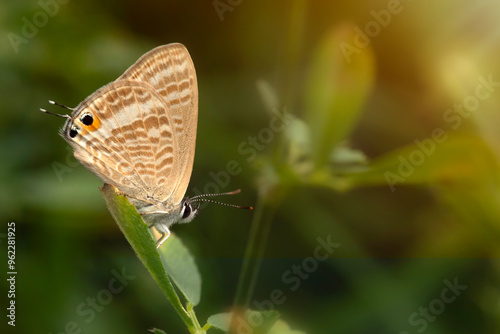 A beautiful butterfly photographed in its habitat. Colorful nature background. Lampides boeticus. Pea blue. Long tailed Blue.