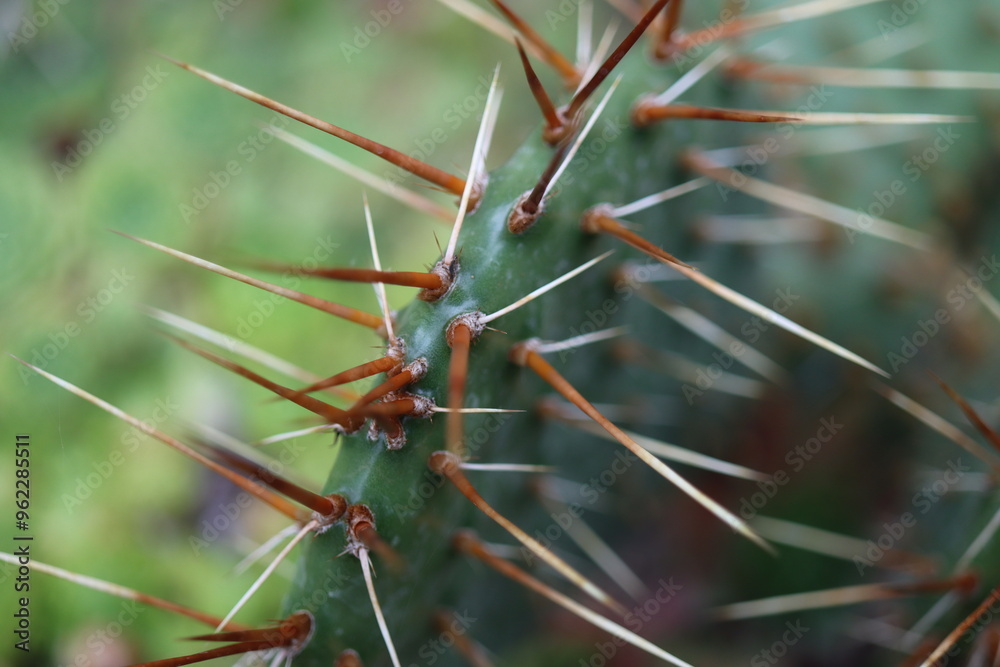 Opuntia humifusa NEW JERSEY Opuncja kaktus Opuntia humifusa NEW JERSEY Opuncja kaktus