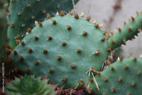 Opuntia humifusa NEW JERSEY Opuncja kaktus