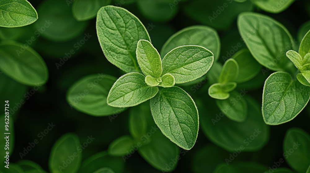A close-up of a lush green foliage plant with many leaves both above and below A close-up of a lush green foliage plant with many leaves both above and below