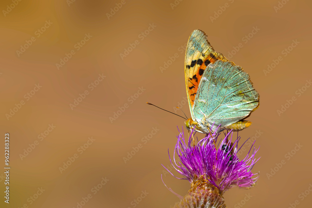 Obraz premium A beautiful butterfly photographed in its habitat. Argynnis pandora. Mediterranean Fritillary. Nature background. 