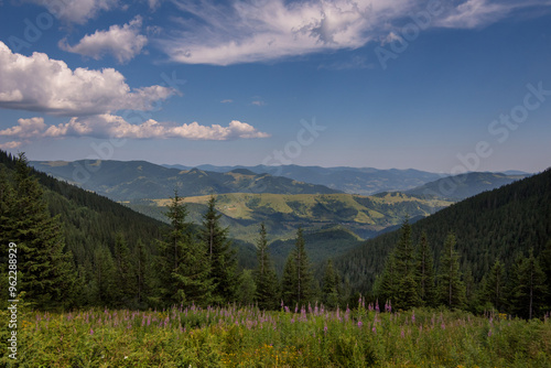 mountains landscape in Carpathian and meadow with purple ivanchai flowers