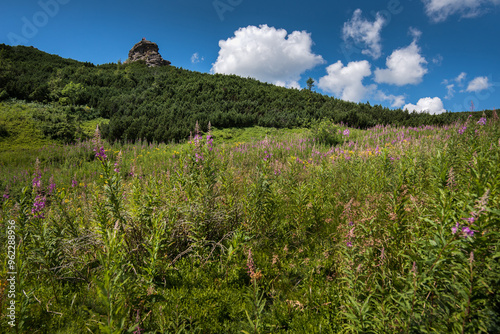 Carpathian National Park, view of the mountains, Eared stone and Epilobium flowers photo