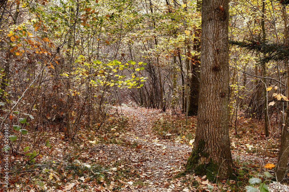 Autumn, countryside and forest as landscape in background, texture or wallpaper for decor. Holiday, vacation and travel in meadow or woods for trees or nature, harmony or calm for adventure in Canada Autumn, countryside and forest as landscape in background, texture or wallpaper for decor. Holiday, vacation and travel in meadow or woods for trees or nature, harmony or calm for adventure in Canada