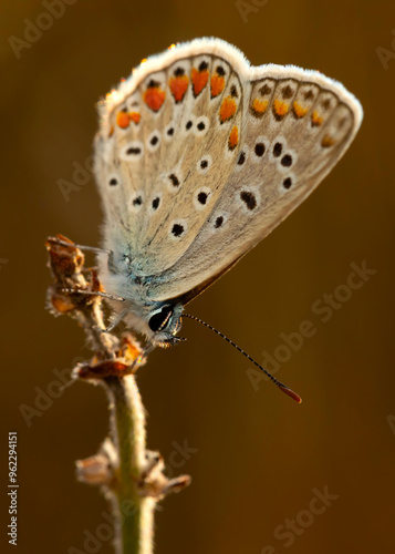 Photo of a cute butterfly in a wonderful habitat. Colorful nature background.