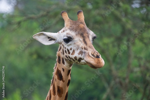 Canvas Print Portrait of a giraffe