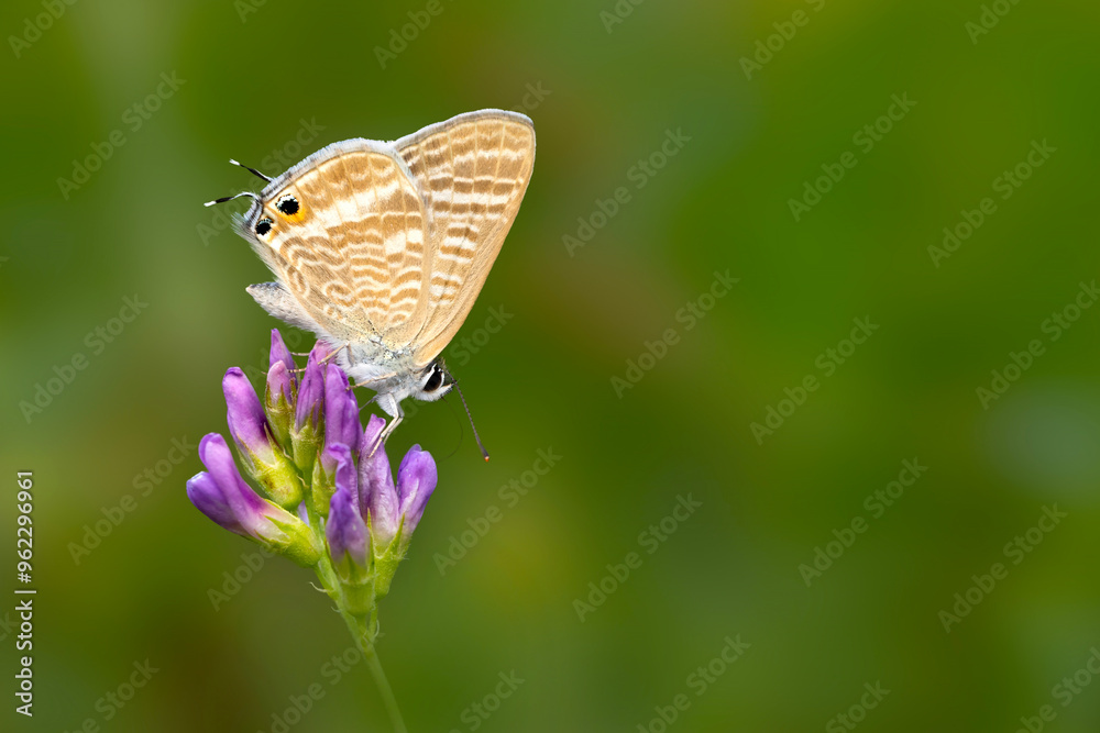 Obraz premium A beautiful butterfly photographed in its habitat. Colorful nature background. Lampides boeticus. Pea blue. Long tailed Blue.