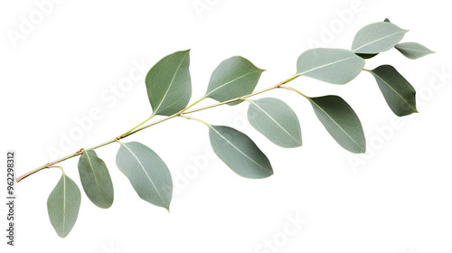 Two Eucalyptus Twigs Isolated Over a Transparent Background