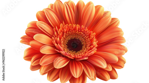 Gerbera Flower Isolated on Transparent PNG 8K White Background