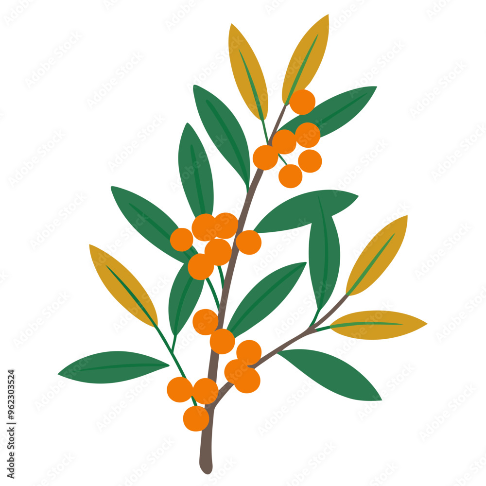 Illustration of a branch with green leaves and orange berries on a white background Illustration of a branch with green leaves and orange berries on a white background