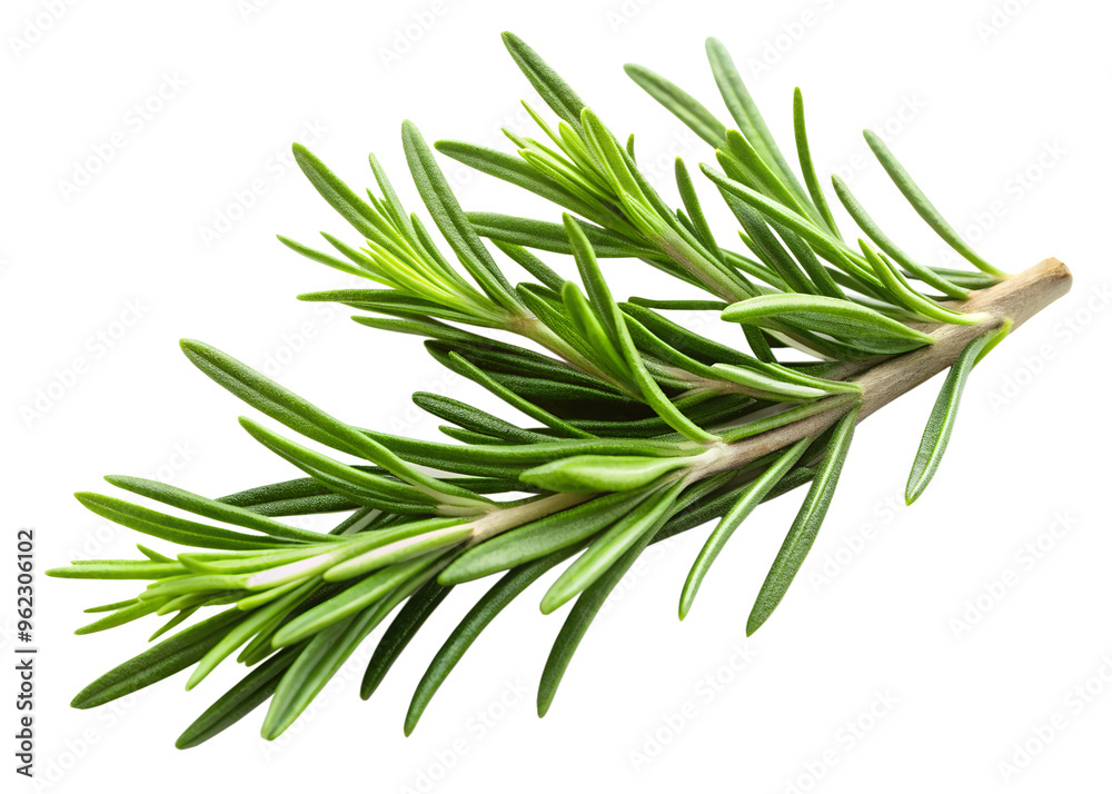 Fototapeta premium Fresh rosemary sprig isolated on a white background. High-quality clipping path included, ideal for culinary, herbal, and health-related projects.
