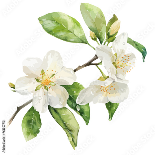 Watercolor drawing of Jasmine flower, isolated on a white background, and Jasmine vector