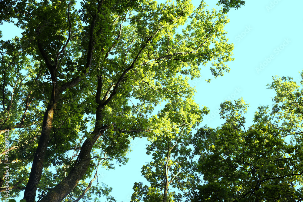 Branches of beautiful trees with green leaves outdoors, bottom view Branches of beautiful trees with green leaves outdoors, bottom view