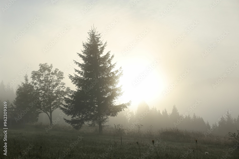 Beautiful trees covered with fog in morning Beautiful trees covered with fog in morning