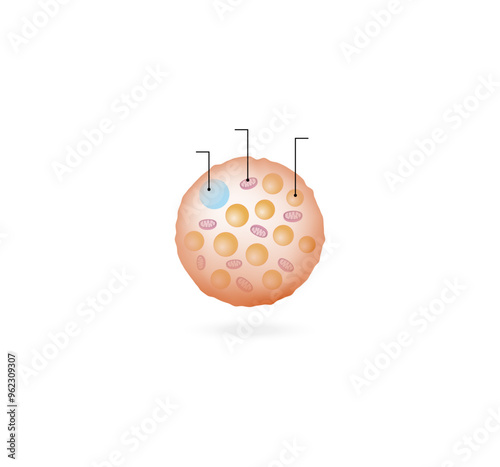 Brown fat cells. Adipocytes. Lipid droplets. Adipose tissue. Vector illustration.	
