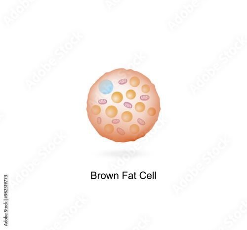 Brown fat cells. Adipocytes. Lipid droplets. Adipose tissue. Vector illustration.	
