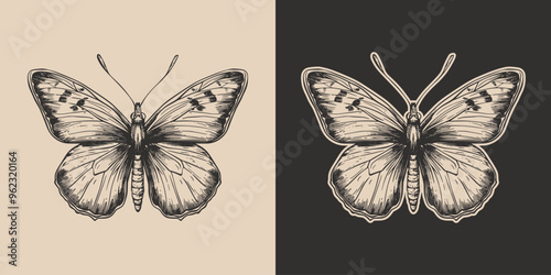 Vintage retro engraving woodcut style sketch draw paint of butterfly insect animal illustration
