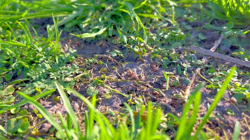 Leafcutter ants Leafcutter ants