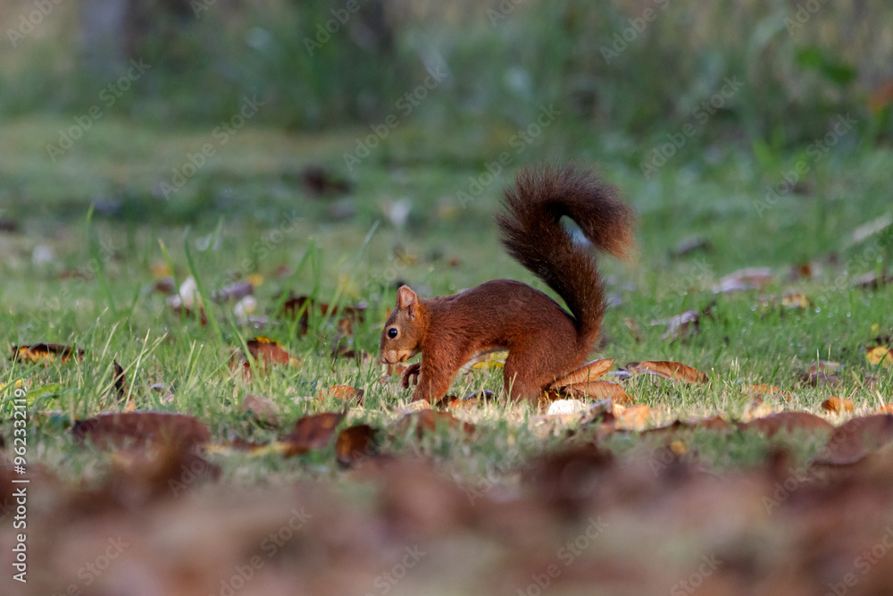 A European Red squirrel (Sciurus vulgaris) foraging for walnuts on autumn leaf covered ground. A European Red squirrel (Sciurus vulgaris) foraging for walnuts on autumn leaf covered ground.