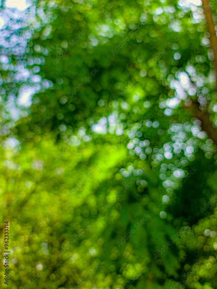 Blur nature bokeh |Green texture background, Photos blurred and bokeh under the tree
Blur nature bokeh |Green texture background, Photos blurred and bokeh under the tree