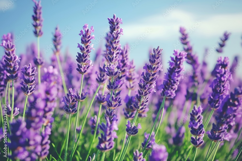 Fototapeta premium A beautiful close-up shot of blooming lavender flowers in a field under a blue sky, highlighting their vibrant purple hues.