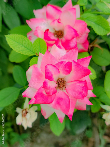 Pink rose |light pink rose |close-up. delicate pink rose flower with green leaves. Red Rose Magic. beauty in the garden.